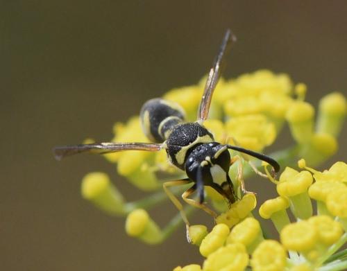 Eumenes sp.